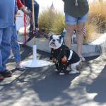 VettsandVets_070 (November 10, 2018)